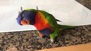 Best talking Rainbow Lorikeet 2 [upl. by Llertac]