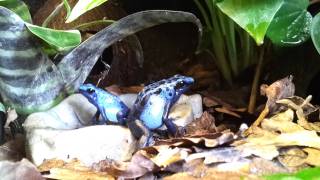 Dendrobates tinctorius quotAzureusquot  calling amp hunting [upl. by Spense908]