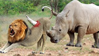 Animal World  Powerful Rhino vs Lion Real Fight Wild Animal Attacks [upl. by Oiramaj606]