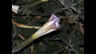 Datura Night Blooming [upl. by Anaiek]