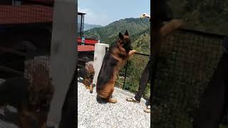 German shepherd dog shorts pets cutespets long hair mr sherusheru ytshortsytshorts [upl. by Busby]