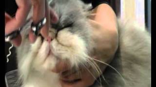 Epilation du chat persan  stripping a persian [upl. by Berget]