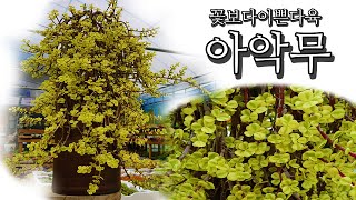 웅장함이 증명하는 세월의 흔적 다육식물 아악무 Portulacaria afra Variegata [upl. by Cleavland442]