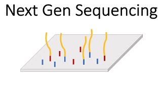 Next Generation Sequencing Illumina  An Introduction [upl. by Ylrebmik628]