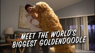 WORLDS BIGGEST GOLDENDOODLE  Vlog 3 [upl. by Kappel737]