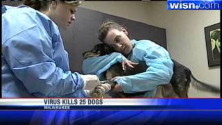 25 Dogs Die Of Distemper At Humane Society [upl. by Tatia]