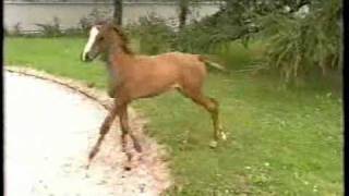 CA  Cerebellar Abiotrophy  affected arabian horse filly [upl. by Annaig]