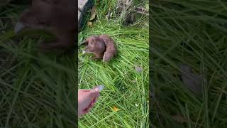 Wild Otters Want To Release My Rescued Pet Otters [upl. by Elton457]