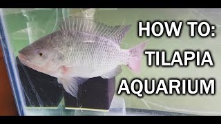 Setting Up A New Tank For A GIANT Tilapia [upl. by Candy670]