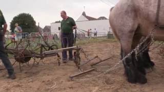 Belgian Draft Horses potato harvest on the traditional way [upl. by Nyahs47]