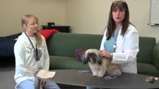 How to Position Your Pet to Administer Oral Medication [upl. by Macleod]