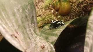 Dendrobates auratus calling [upl. by Mariya138]