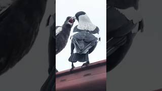 Magpie Baby Bird Says quotFeed me pleasequot🙏 baby magpie sound cute [upl. by Anahsat]