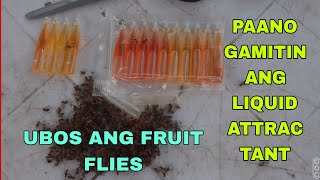 PAANO MAG LAGAY NG LIQUID ATTRACTANT SA FRUIT FLY TRAP MGA KAFARMERS [upl. by Lleihsad]