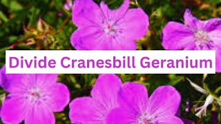 How To Divide Cranesbill Geranium [upl. by Anilem]