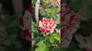 Beautiful Rose Flower  shorts viral rose flowers plants [upl. by Barabbas811]