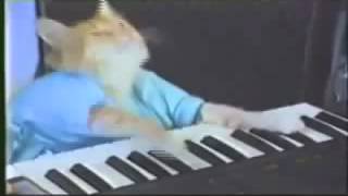 Keyboard Cat 10 Hours [upl. by Legnaros]