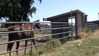 Horse Behavior Dominance Opposition Reflex Prey vs Predator Human View Rick Gore Horsemanship [upl. by Harod222]