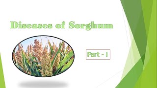 Diseases of sorghum  Part  I  Sorghum diseases and their management [upl. by Riggins570]