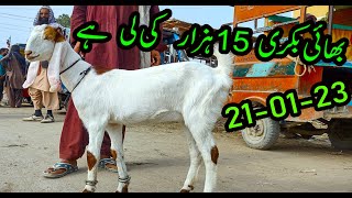 BAKRA MANDI 2023  Hub Chowki Bakra Mandi  03072287700  BY NADIR WINDER [upl. by Ylac25]