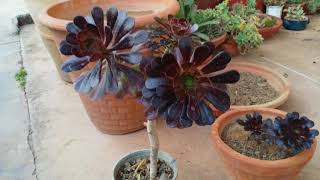 Aeonium arboreumblack aeonium careHindiUrdu [upl. by Bilow]