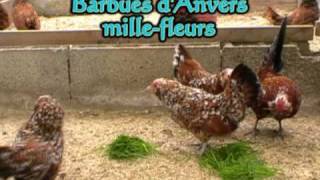 Poule de race  Barbues dAnvers [upl. by Ariaek992]