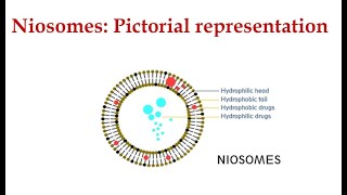 Niosomes I Organic Nanomaterials I Nanobiotechnology [upl. by Evars]