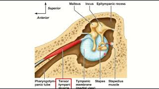 Tensor tympani muscle nerve supply MRCS question solve CRACK MRCS [upl. by Eemak]