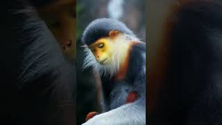 Yellow faced monkey animal monkey wildlife [upl. by Aleakam410]