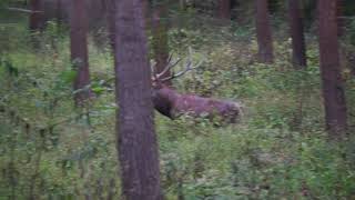 Hirschbrunft in der Au Erfolgreiche Jagd auf einen jungen Hirschen in der Brunft [upl. by Dysart]