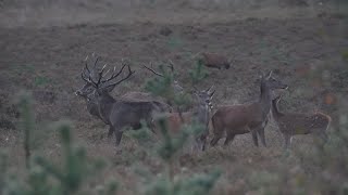 Aanloop Edelhertenbronst op de Veluwe 2024  Red Deer Cervus elaphus Rutting Season [upl. by Simpson712]