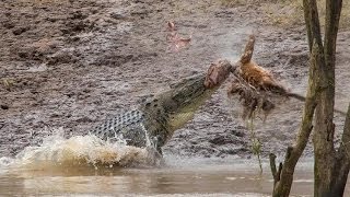 Crocodile Attacks Kangaroo Amazing footage [upl. by Cerell]