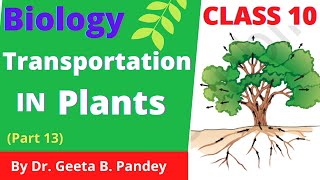 Transportation in plants  Life Processes  class 10 CBSE  Biology [upl. by Htebesile]