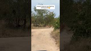 leopard attacks two fighting antelopes🐅😲leopard antelopeshorts wildlife nature animalsexplore [upl. by Aramois]