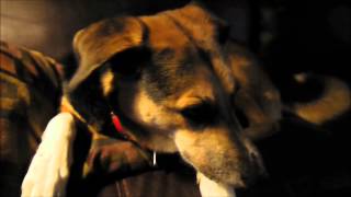 Dog Coughing German Shepherd Mix Albus the Dog [upl. by Accebber]