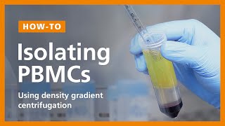 How to Isolate PBMCs from Whole Blood Using Density Gradient Centrifugation Ficoll™ or Lymphoprep™ [upl. by Sileray417]