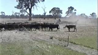 Kelpie Wranglar Lilly CrossDriving Cattle [upl. by Namdor]