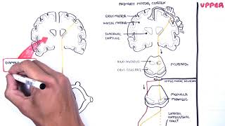 Descending Tracts  Corticospinal Tract  Pyramidal amp Extrapyramidal Tract🩺 [upl. by Cecilio372]