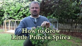 How to grow Little Princess Spirea with a detailed description [upl. by Elinore]