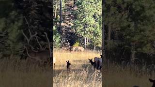 The Ultimate Elk Hunting dream canyon shorts wildlife hunting [upl. by Ahsiemal]