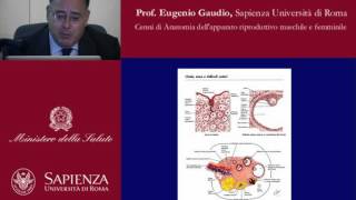 Cenni di anatomia dellapparato riproduttivo maschile e femminile [upl. by Laura]