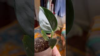 Scindapsus Treubii Dark Form  Rare Common Tropical Indoor Houseplants  Slow Growth  Plant Tour [upl. by Adnohsor]