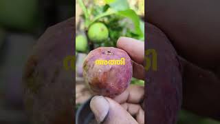 fig അത്തി [upl. by Gary]