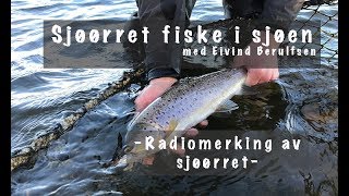 Sjøørret fiske i sjøen  Radiomerking av Sjøørret [upl. by Reinal]