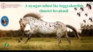 A nyugatnílusi láz leggyakoribb tünetei lovaknál [upl. by Aron]