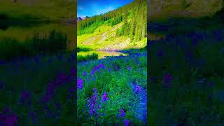 Snowmass Mountain 🏔️ colorado14ers mountains colorado purplerain wildflowers nature hiking [upl. by Elfrida]