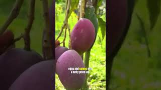 Miyazaki Mango The 3626 Fruit Thats Worth Every Penny interestingfacts mango fruit plants [upl. by Vine231]