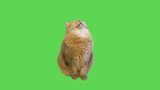 Sleeping Cat Meme  Green Screen [upl. by Ruffo]