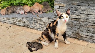 Mom Cat Was Thrown Out With Her Kittens In The Area Without Water [upl. by Ruhnke700]