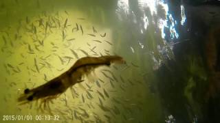 Underwater footage Fishing in Ft Myers Florida [upl. by Mirilla634]